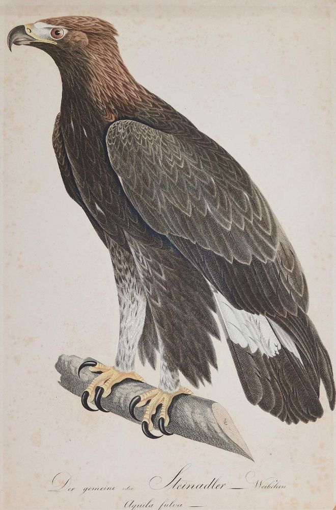 Große Abbildung Nr.1: 143-3115 Steinadler.: (Varia, Zoologie, Vögel)