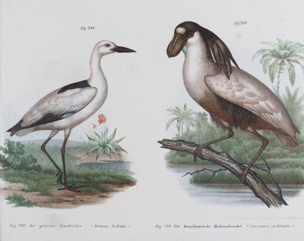 Große Abbildung Nr.1: 143-3116 Tauben.: (Varia, Zoologie, Vögel)