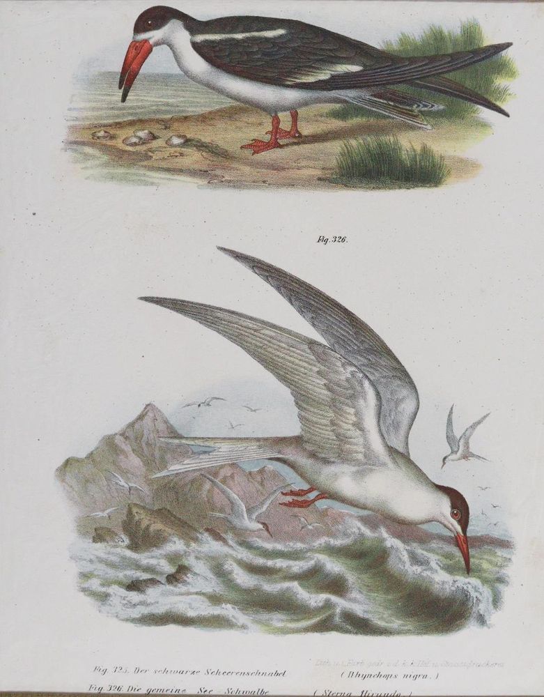 Große Abbildung Nr.10: 143-3116 Tauben.: (Varia, Zoologie, Vögel)