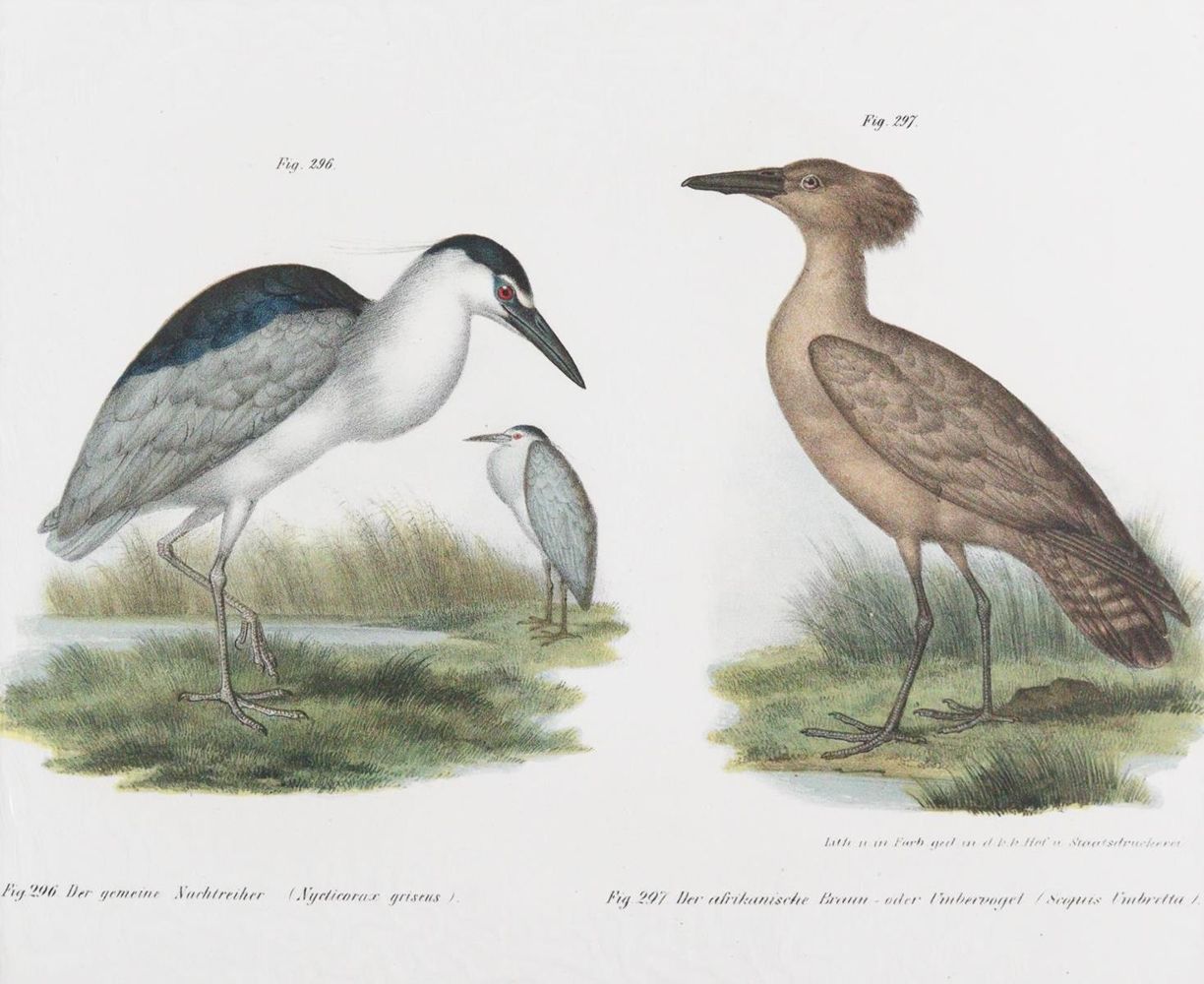 Große Abbildung Nr.11: 143-3116 Tauben.: (Varia, Zoologie, Vögel)