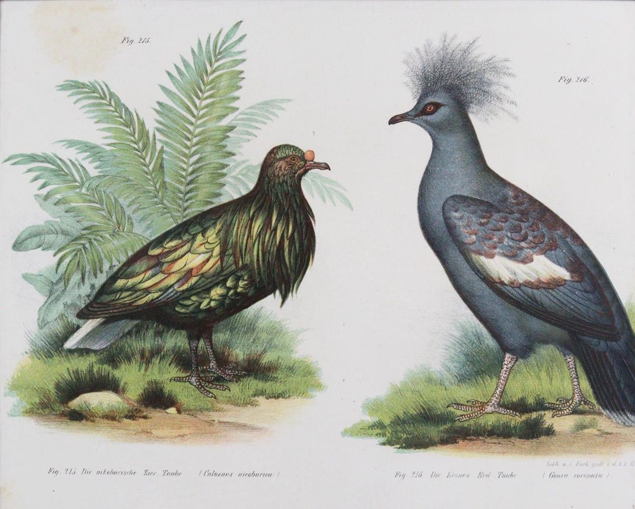 Große Abbildung Nr.2: 143-3116 Tauben.: (Varia, Zoologie, Vögel)