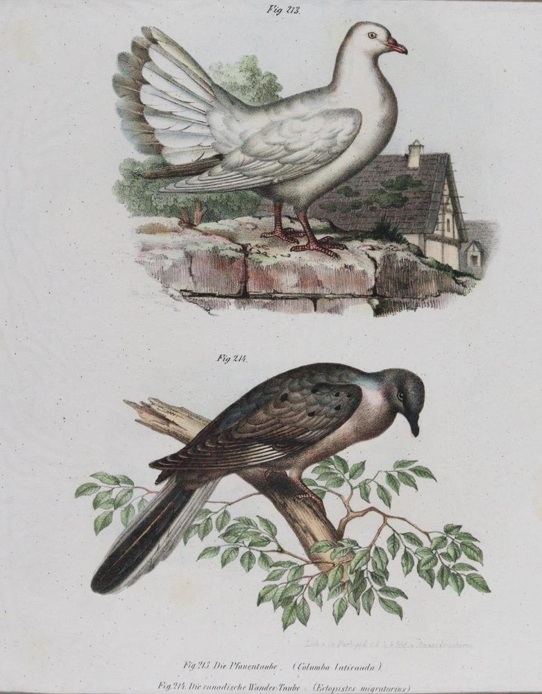 Große Abbildung Nr.3: 143-3116 Tauben.: (Varia, Zoologie, Vögel)