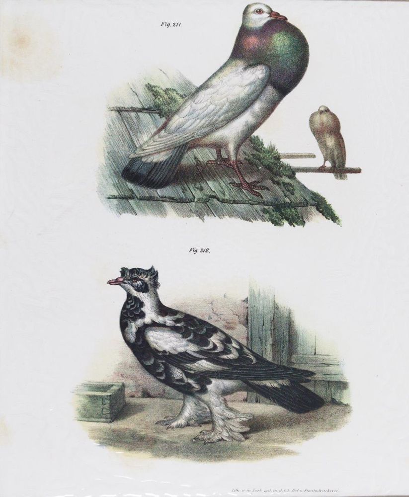 Große Abbildung Nr.4: 143-3116 Tauben.: (Varia, Zoologie, Vögel)