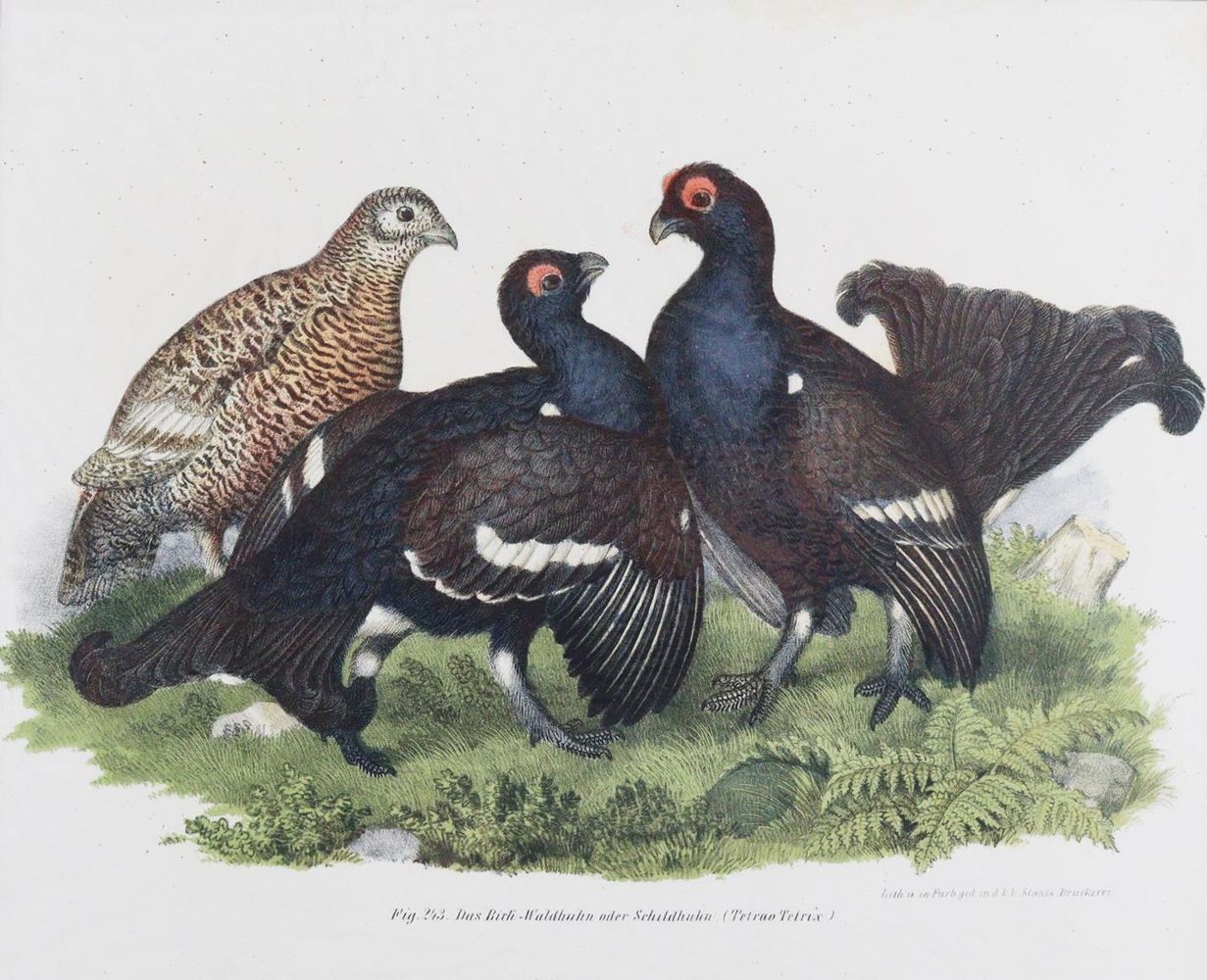 Große Abbildung Nr.5: 143-3116 Tauben.: (Varia, Zoologie, Vögel)