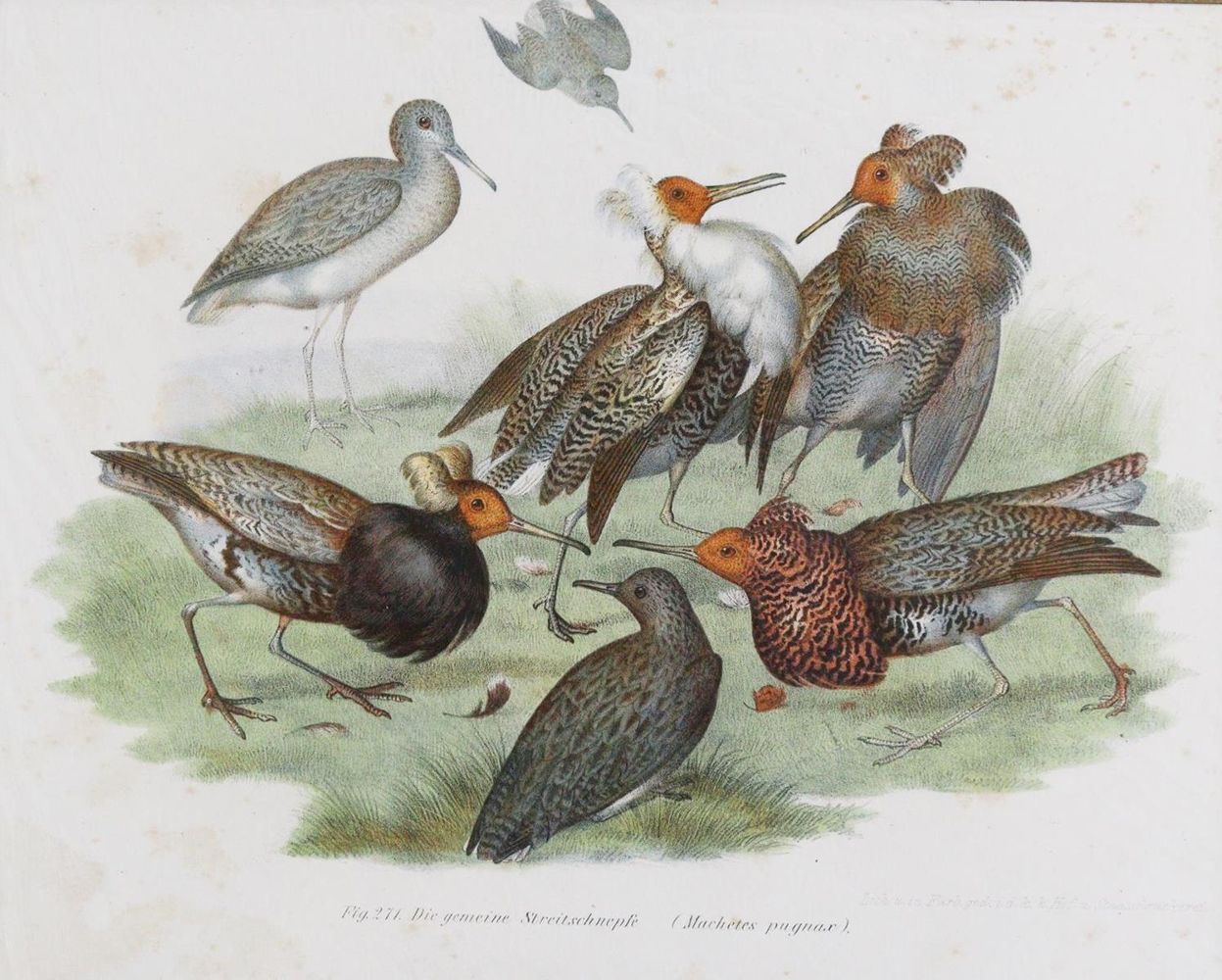 Große Abbildung Nr.6: 143-3116 Tauben.: (Varia, Zoologie, Vögel)