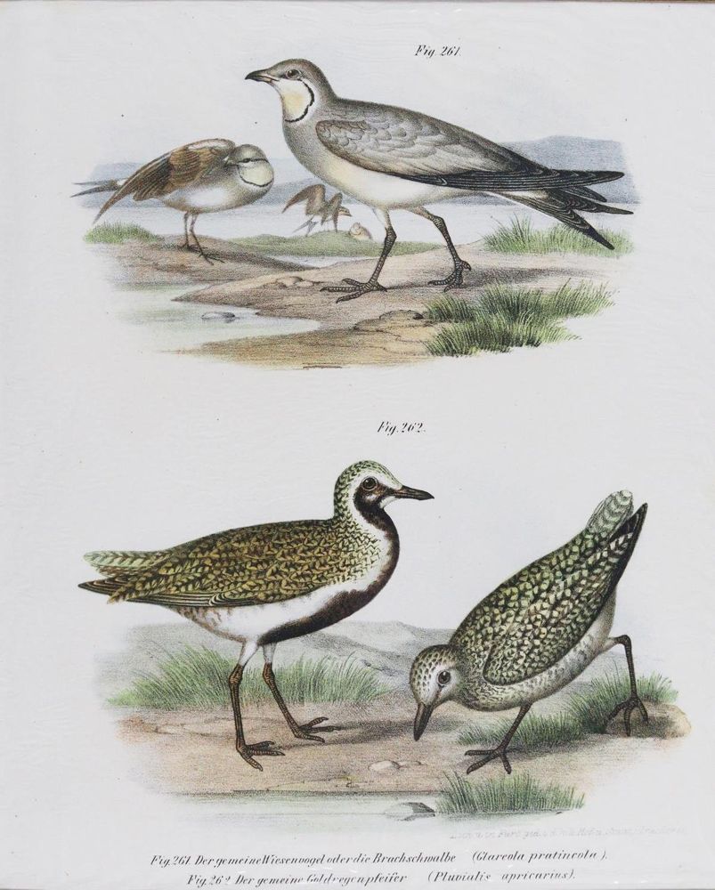 Große Abbildung Nr.7: 143-3116 Tauben.: (Varia, Zoologie, Vögel)