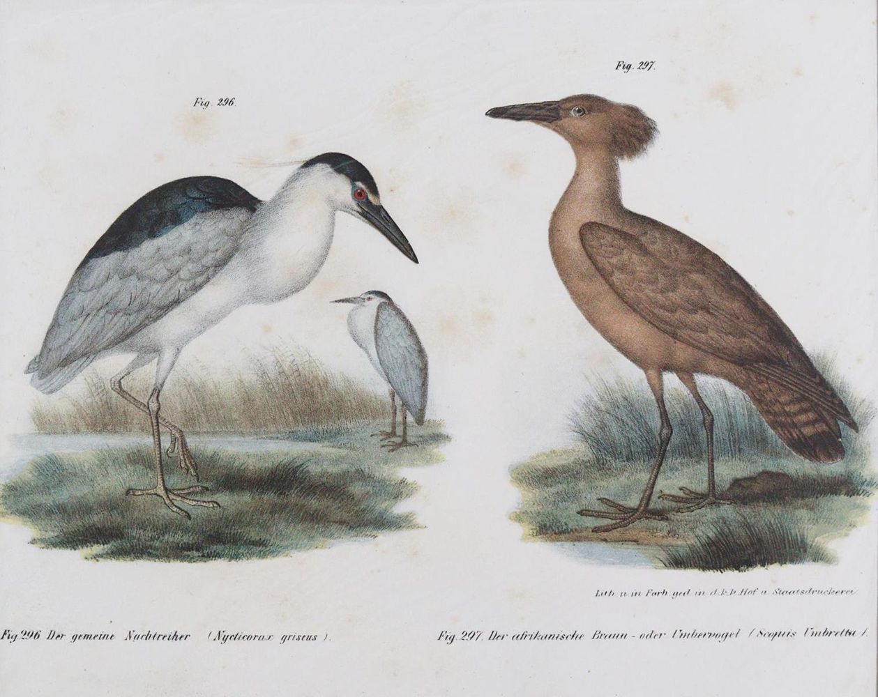 Große Abbildung Nr.8: 143-3116 Tauben.: (Varia, Zoologie, Vögel)