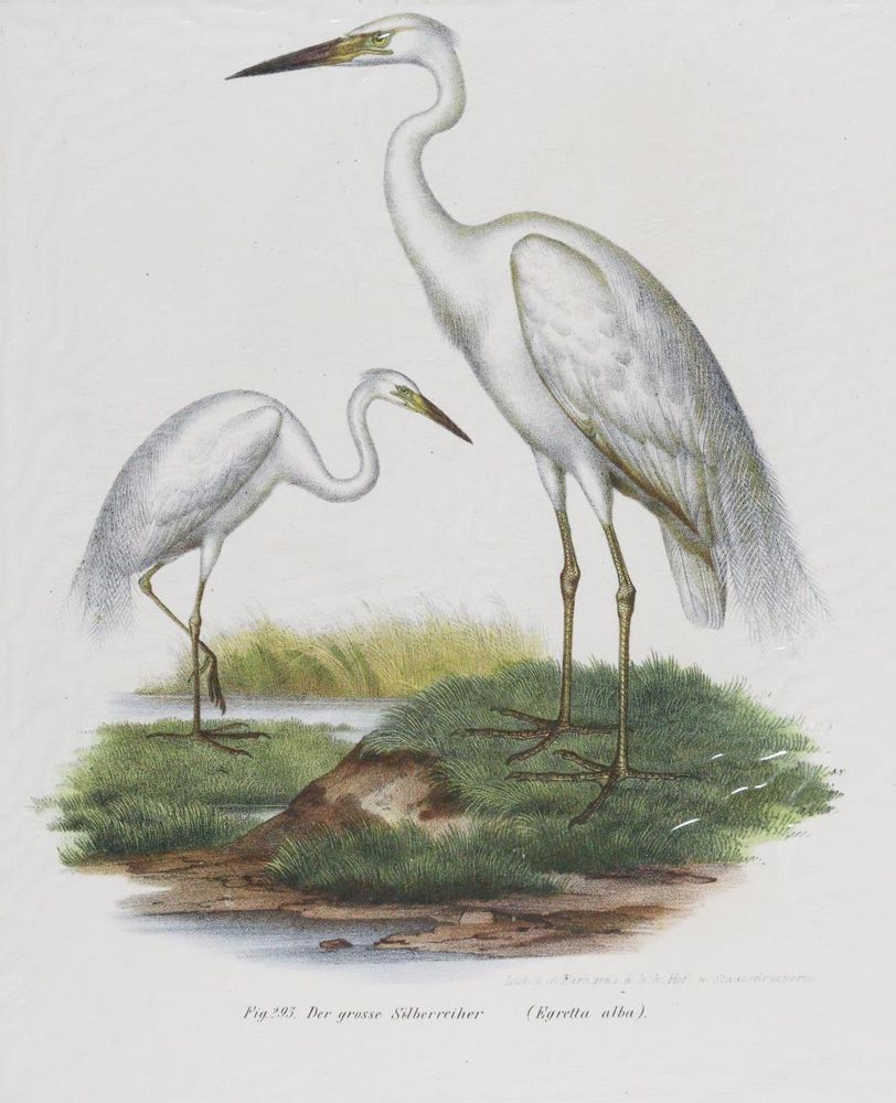 Große Abbildung Nr.9: 143-3116 Tauben.: (Varia, Zoologie, Vögel)