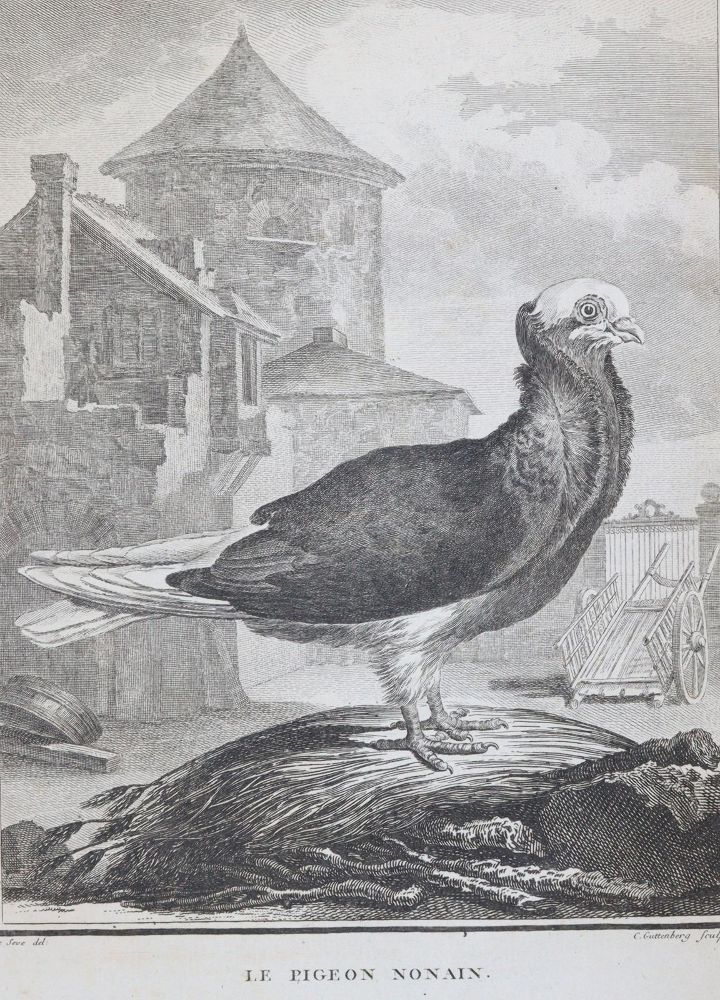 Große Abbildung Nr.1: 143-3117 Tauben.: (Varia, Zoologie, Vögel)