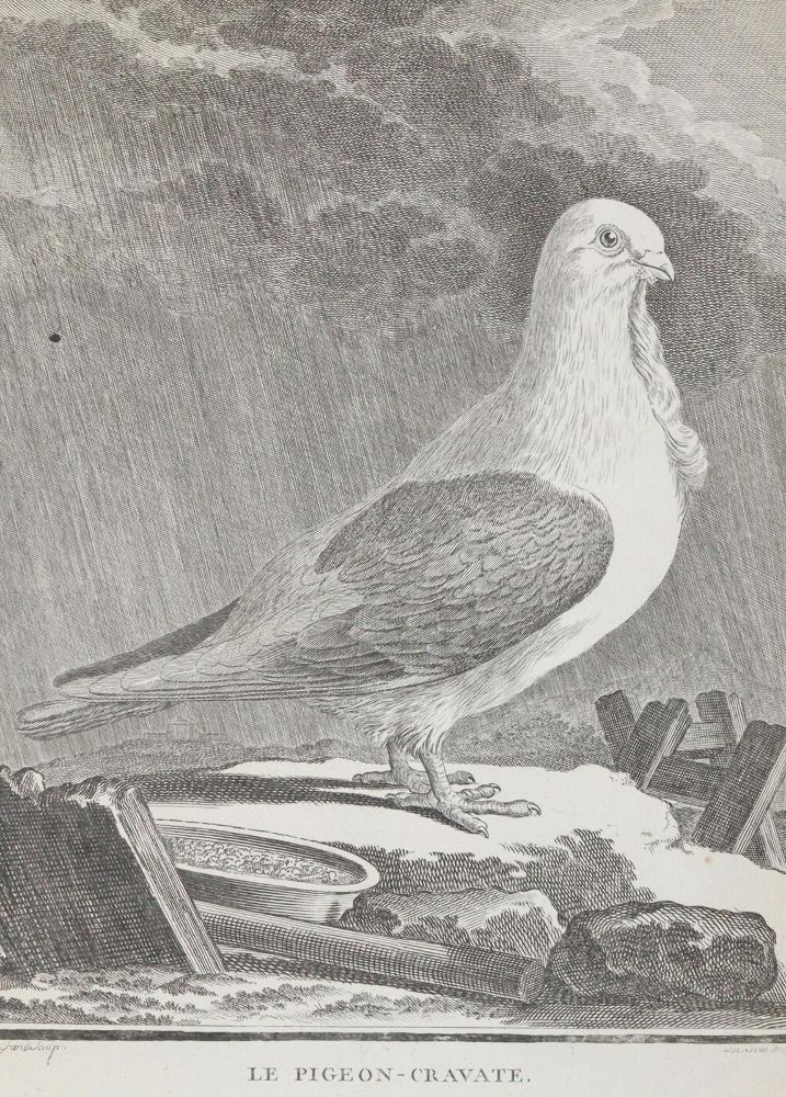 Große Abbildung Nr.2: 143-3117 Tauben.: (Varia, Zoologie, Vögel)
