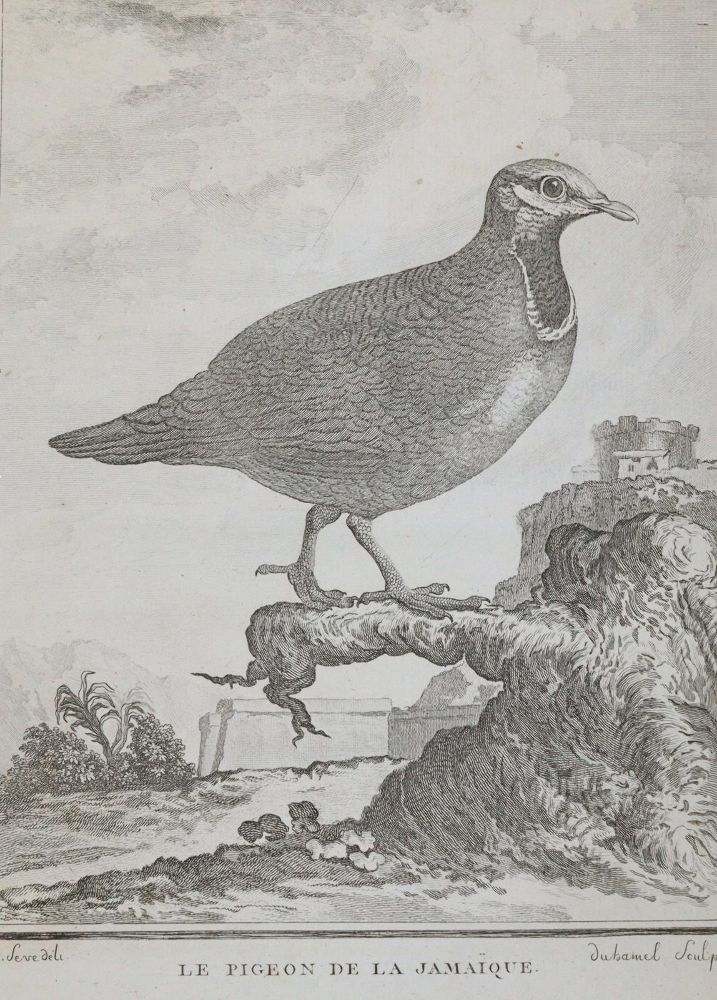 Große Abbildung Nr.3: 143-3117 Tauben.: (Varia, Zoologie, Vögel)