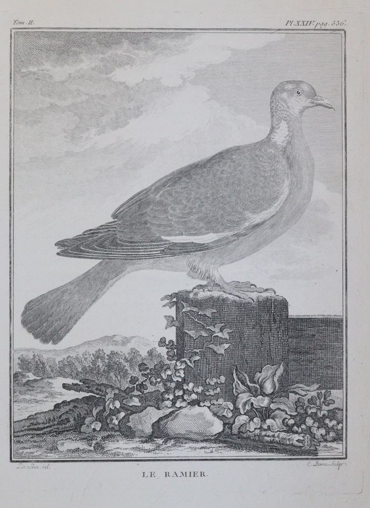 Große Abbildung Nr.4: 143-3117 Tauben.: (Varia, Zoologie, Vögel)