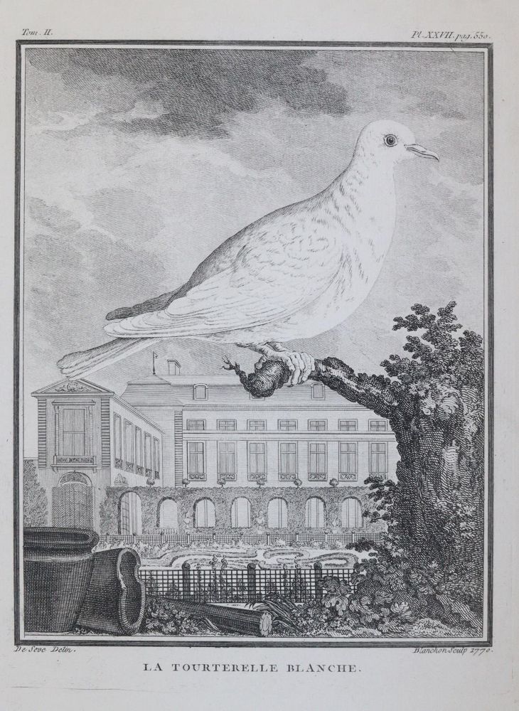 Große Abbildung Nr.5: 143-3117 Tauben.: (Varia, Zoologie, Vögel)