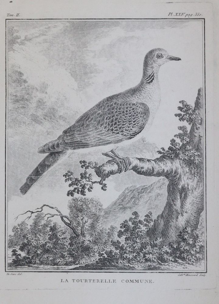 Große Abbildung Nr.6: 143-3117 Tauben.: (Varia, Zoologie, Vögel)