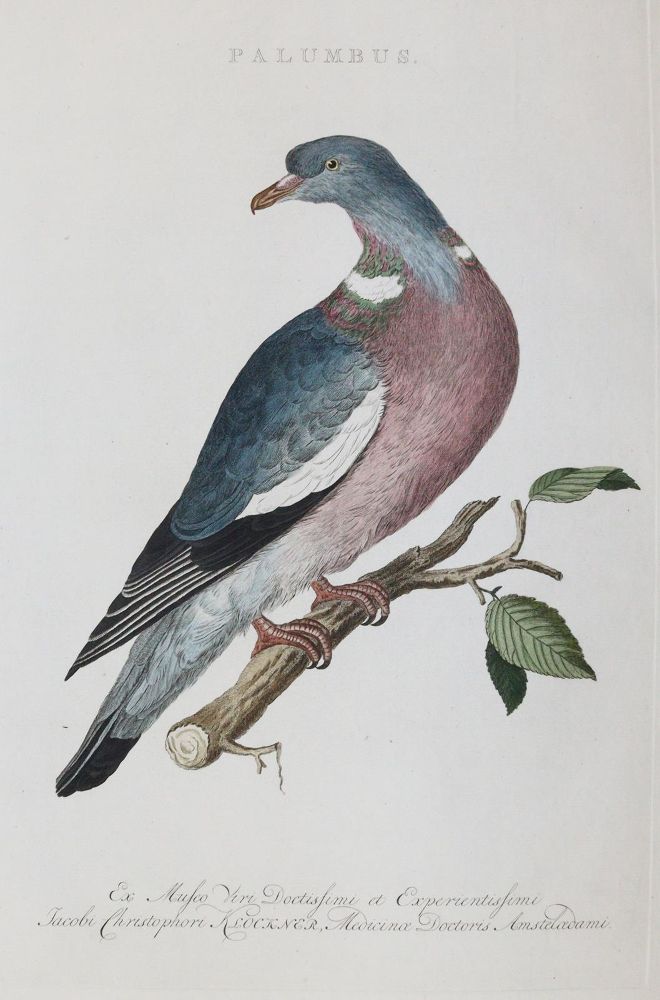 Große Abbildung Nr.1: 143-3118 Tauben: (Varia, Zoologie, Vögel)