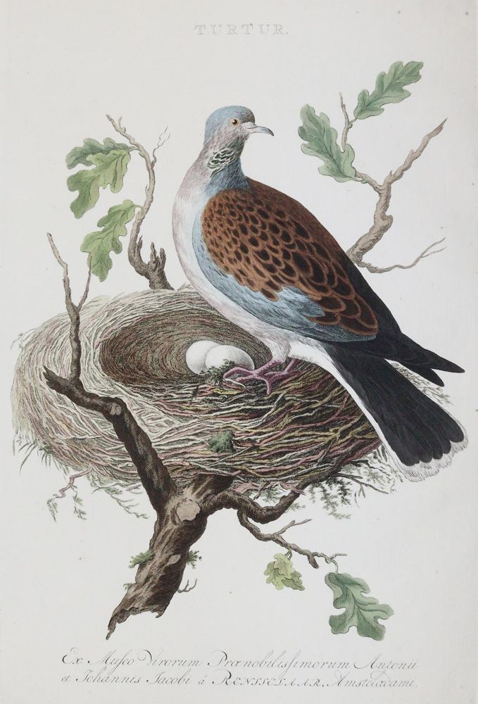 Große Abbildung Nr.2: 143-3118 Tauben: (Varia, Zoologie, Vögel)