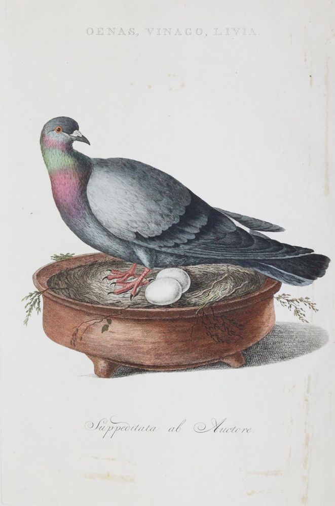 Große Abbildung Nr.3: 143-3118 Tauben: (Varia, Zoologie, Vögel)
