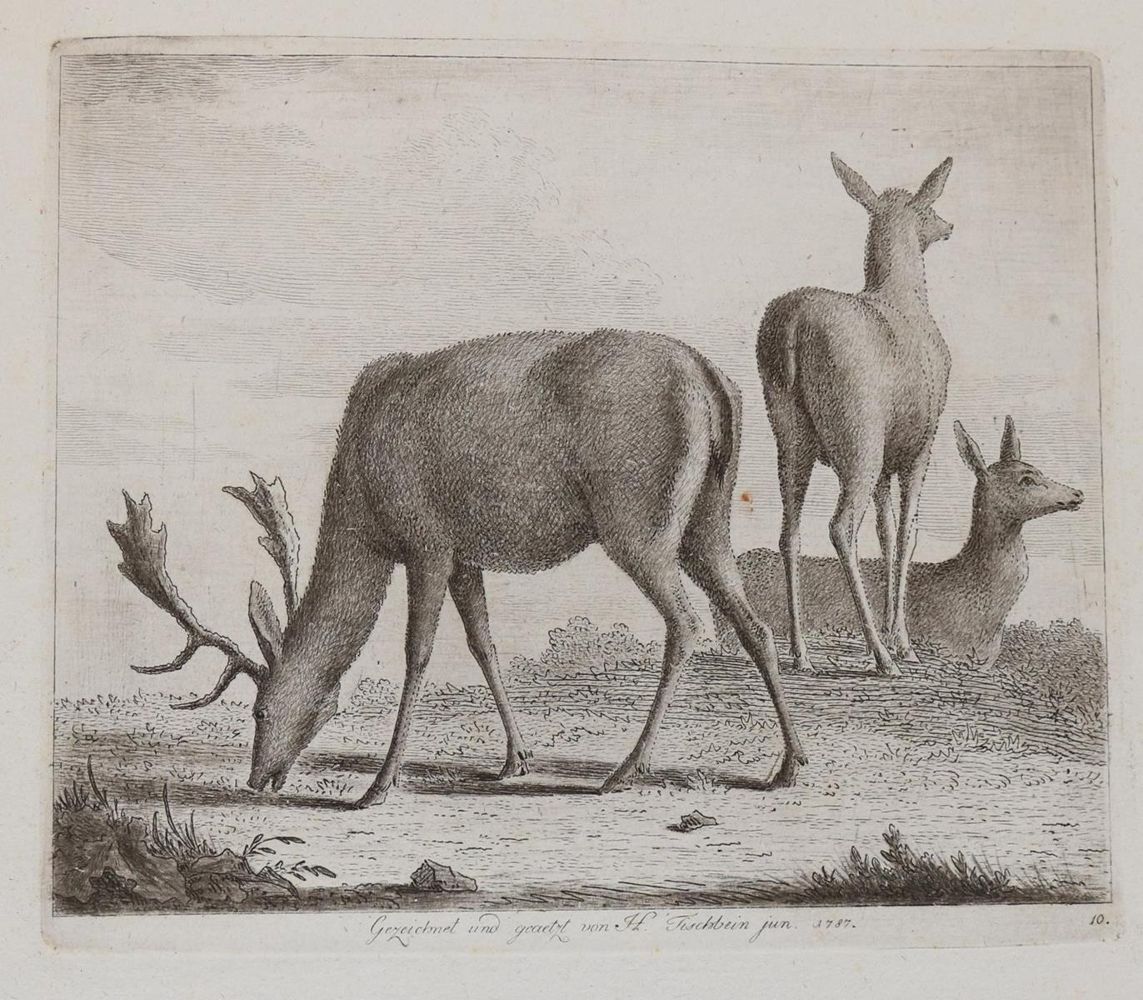 Große Abbildung Nr.11: 143-4545 Tischbein, Johann Heinrich: (Künstlergraphik)