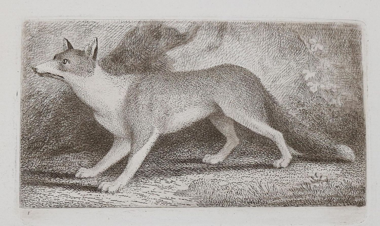 Große Abbildung Nr.16: 143-4545 Tischbein, Johann Heinrich: (Künstlergraphik)