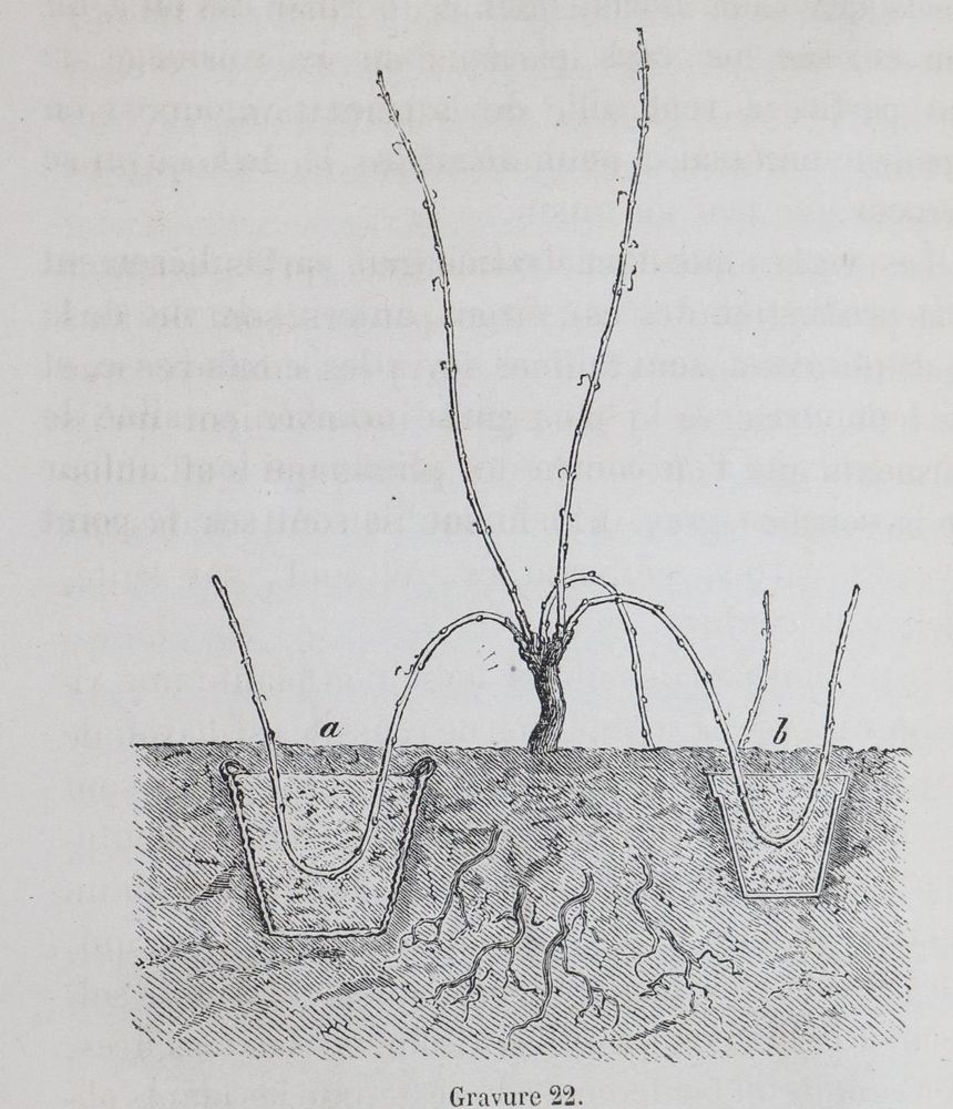 Große Abbildung Nr.2: 143-616 Carrierère,E.A.: (Küche und Haushalt, Getränke, Wein)