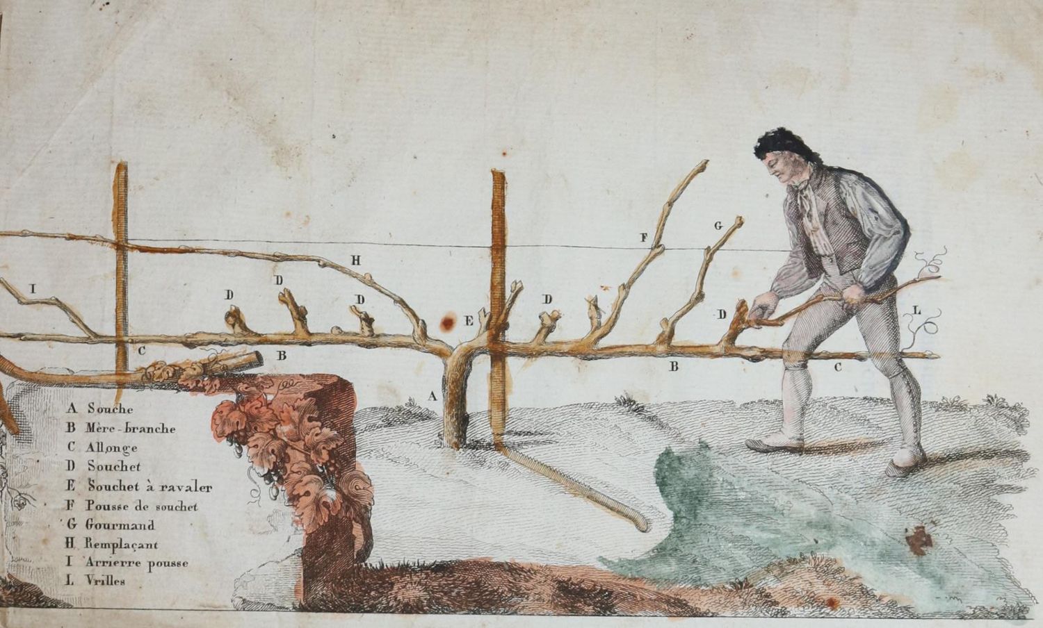 Große Abbildung Nr.4: 143-619 Claire,R.: (Küche und Haushalt, Getränke, Wein)