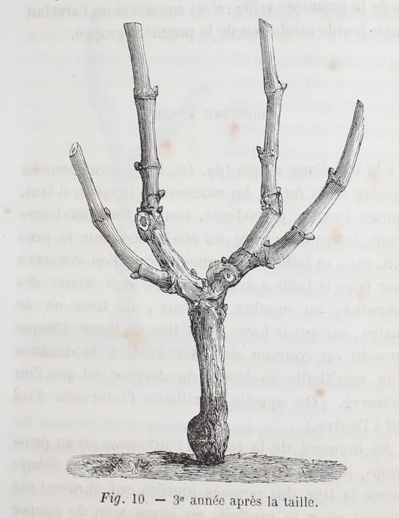 Große Abbildung Nr.1: 143-660 Trouillet,E.: (Küche und Haushalt, Getränke, Wein)