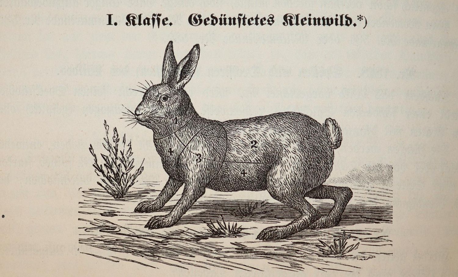 Große Abbildung Nr.5: 143-853 Naumann,L.: (Küche und Haushalt, Kochbücher)