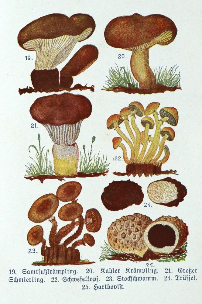 Große Abbildung Nr.4: 143-875 Buchmeier,M.: (Küche und Haushalt, Kochbücher, Pilzküche)