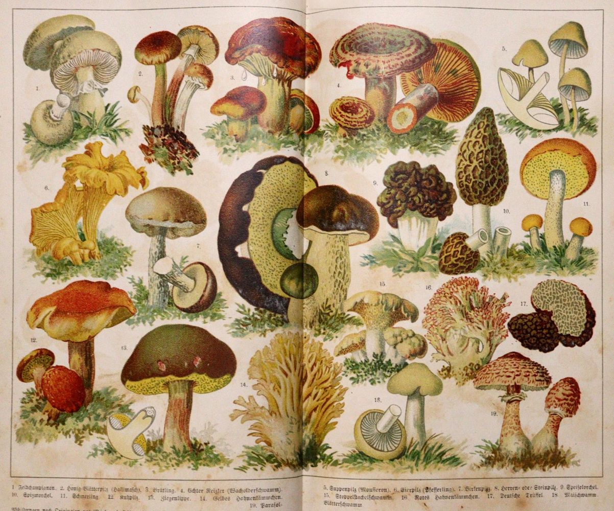 Große Abbildung Nr.4: 143-897 Sammlung: (Küche und Haushalt, Kochbücher)