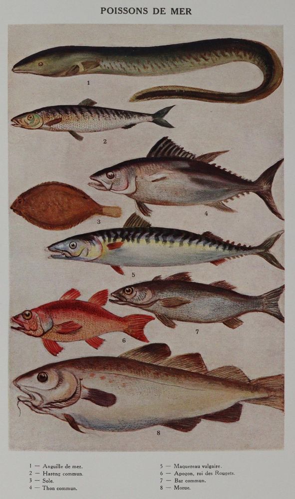 Große Abbildung Nr.2: 143-906 Sammlung: (Küche und Haushalt, Kochbücher)