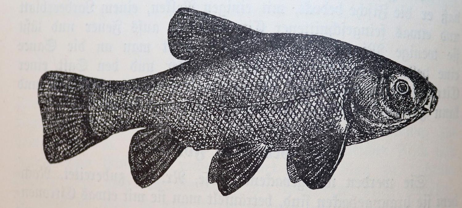 Große Abbildung Nr.3: 143-922 Schlienbecker,W.: (Küche und Haushalt, Kochbücher)