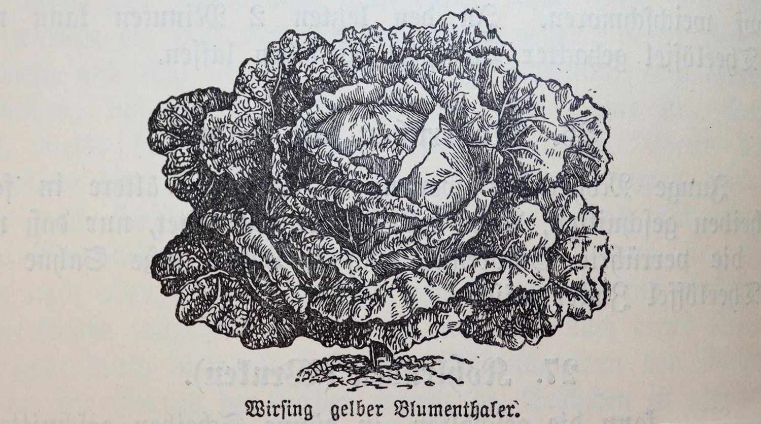 Große Abbildung Nr.4: 143-922 Schlienbecker,W.: (Küche und Haushalt, Kochbücher)