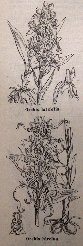 Große Abbildung Nr.3: 143-998 Sammlung: (Land- und Forstwirtschaft, Garten)