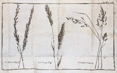 Bild Nr.2: 143-1004 Fuß,F.: (Land- und Forstwirtschaft, Landwirtschaft)