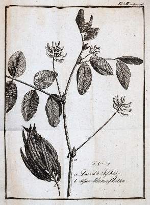 Bild Nr.3: 143-1004 Fuß,F.: (Land- und Forstwirtschaft, Landwirtschaft)