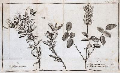 Bild Nr.4: 143-1004 Fuß,F.: (Land- und Forstwirtschaft, Landwirtschaft)