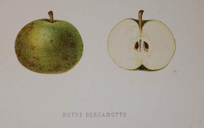 Bild Nr.3: 143-1015 Mengelberg,J.: (Land- und Forstwirtschaft, Pomologie)