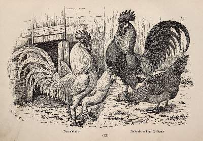 Bild Nr.2: 143-1017 Bungartz,J.: (Land- und Forstwirtschaft, Tierhaltung, Geflügel)