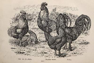 Bild Nr.3: 143-1017 Bungartz,J.: (Land- und Forstwirtschaft, Tierhaltung, Geflügel)