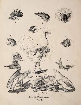 Bild Nr.4: 143-1017 Bungartz,J.: (Land- und Forstwirtschaft, Tierhaltung, Geflügel)