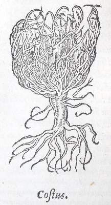 Bild Nr.1: 143-102 Dioscorides,P.: (Alte Drucke, Handschriften und Theologie)