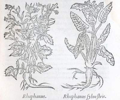 Bild Nr.2: 143-102 Dioscorides,P.: (Alte Drucke, Handschriften und Theologie)