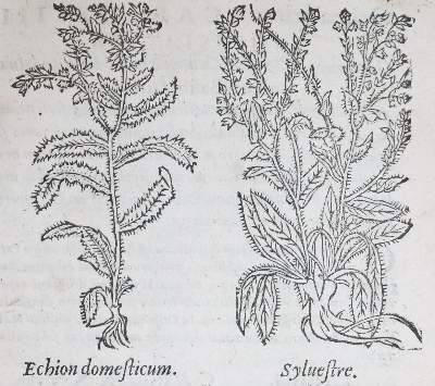 Bild Nr.3: 143-102 Dioscorides,P.: (Alte Drucke, Handschriften und Theologie)