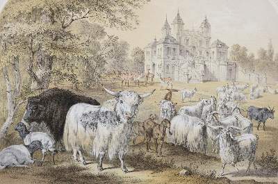 Bild Nr.4: 143-1021 Schmidt,F.v.: (Land- und Forstwirtschaft, Tierhaltung)