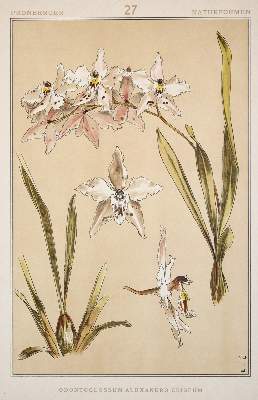 Bild Nr.4: 143-1091 Pronberger,L.: (Ornamente, Jugendstil)
