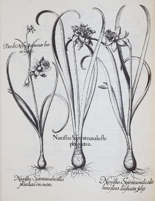 Bild Nr.1: 143-1131 Besler,B.: (Faksimile)