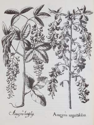 Bild Nr.4: 143-1131 Besler,B.: (Faksimile)