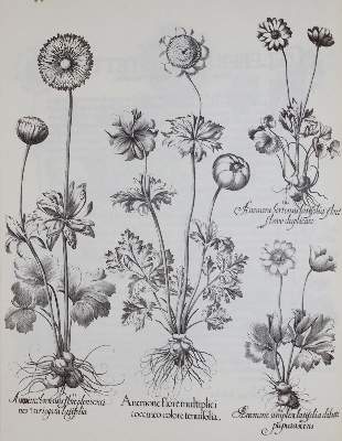 Bild Nr.5: 143-1131 Besler,B.: (Faksimile)