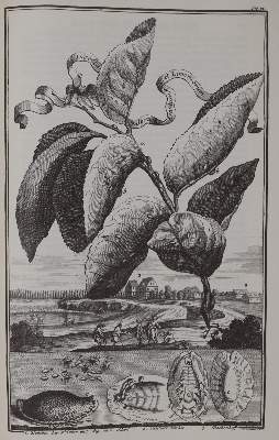 Bild Nr.5: 143-1157 Thomas von Aquin.: (Faksimile)