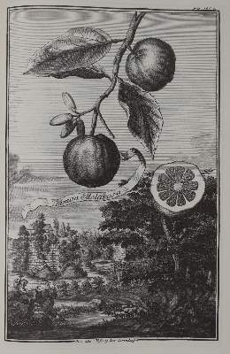 Bild Nr.6: 143-1157 Thomas von Aquin.: (Faksimile)